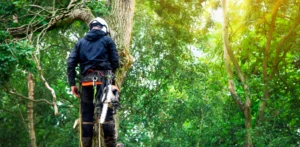 Arborist Services