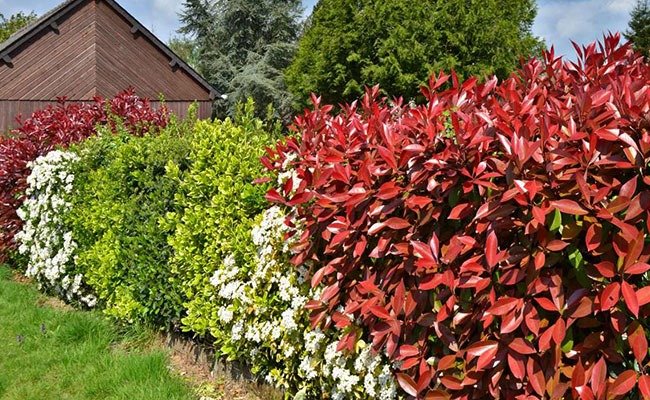 hedge plants for fence