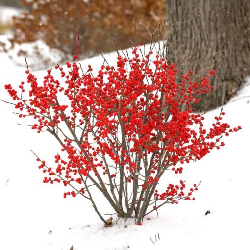 ilex verticillata winterberry berry poppins